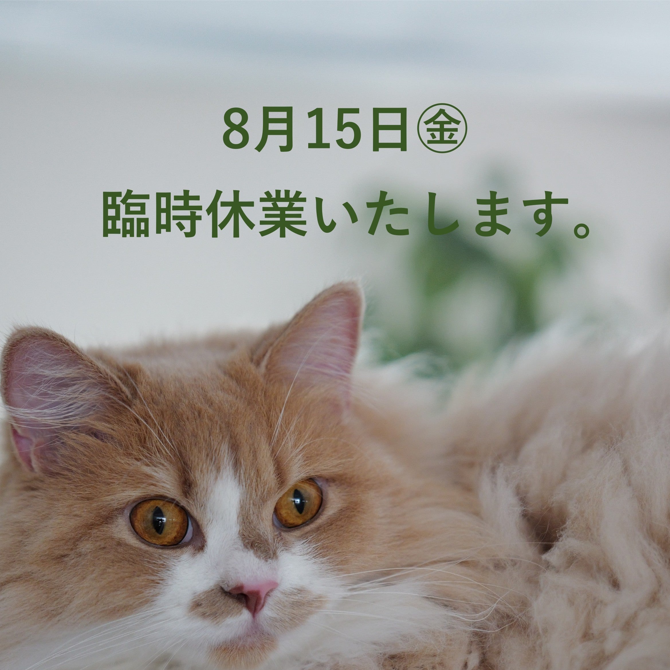 8/15㊎は臨時休業させて頂きます。